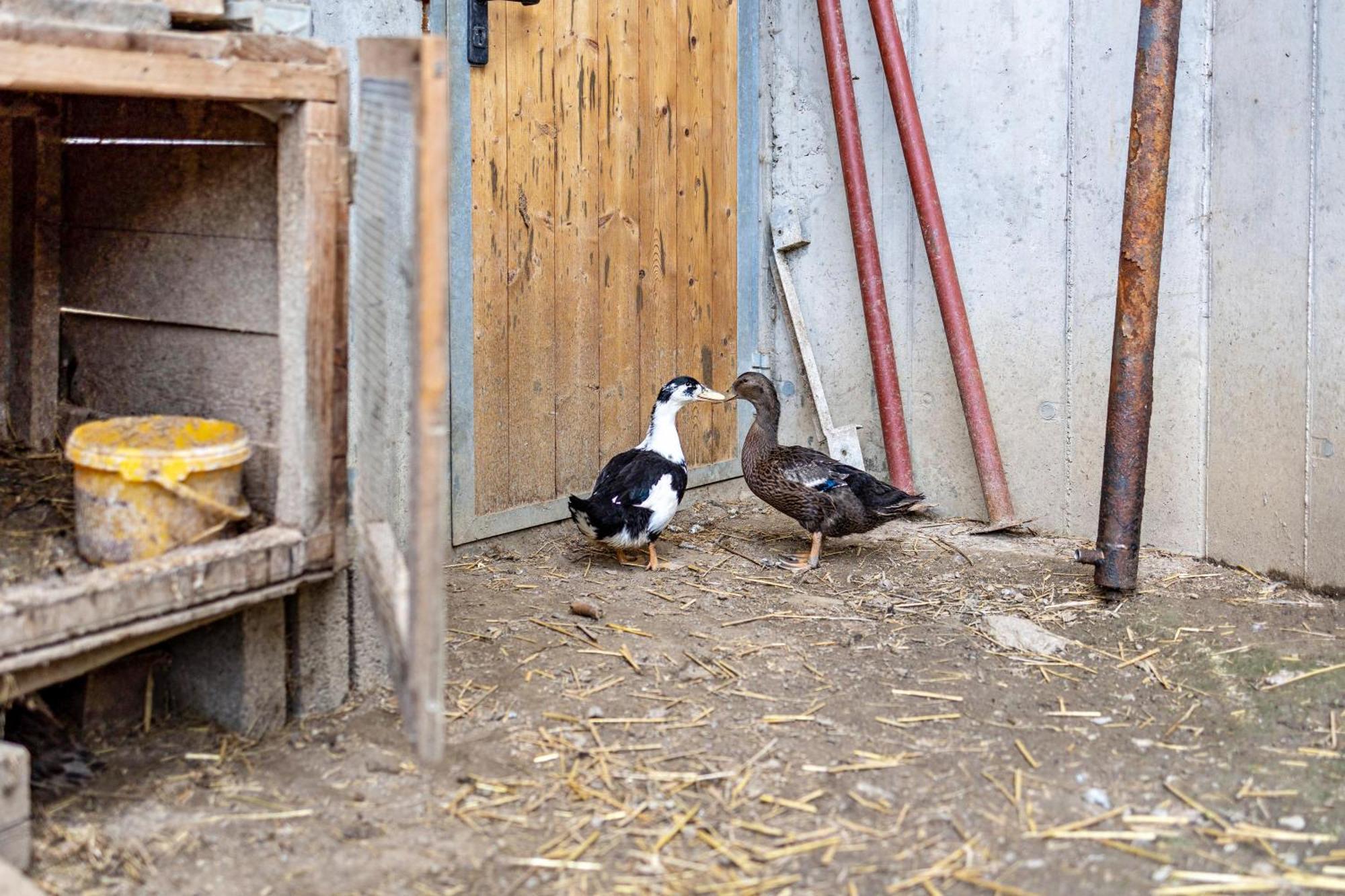 Bolser App Piz Da Peres San Vigilio Di Marebbe Quarto foto
